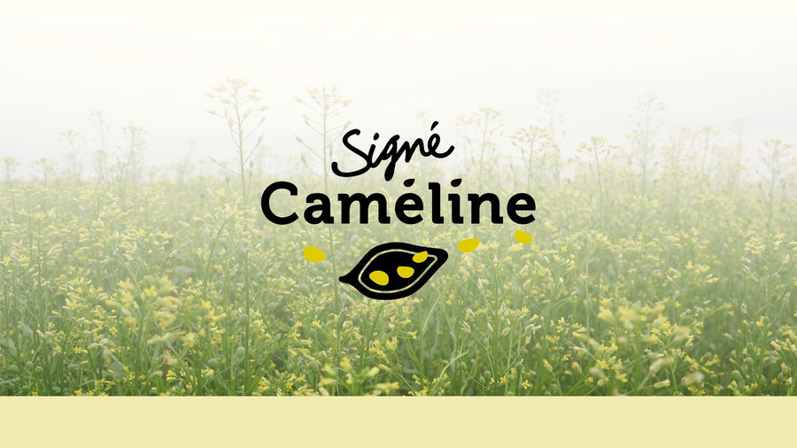 A Quebec camelina field with the Signé Caméline logo