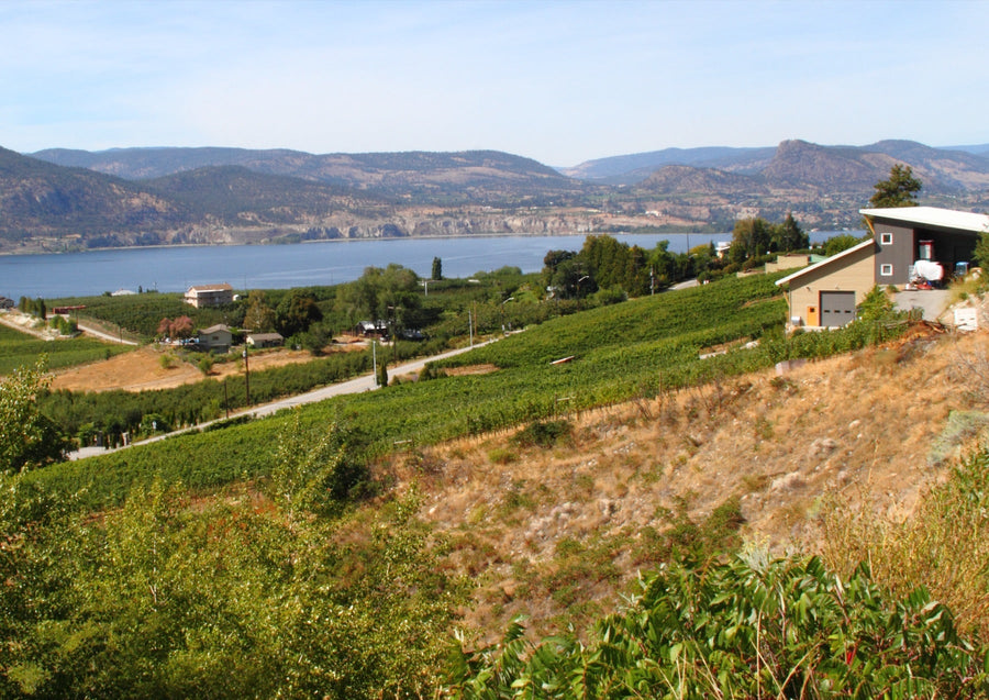 Vineyards on the Naramata Bench overlooking Okanagan Lake